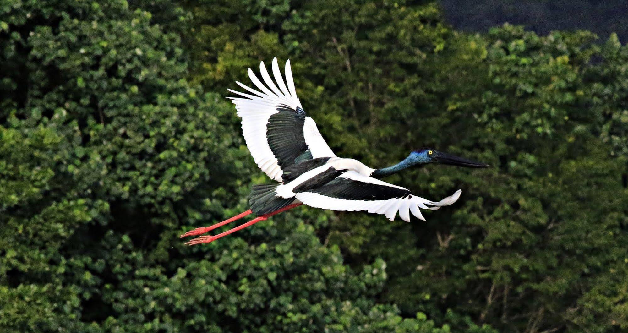 Daintree Riverview Lodges Екстериор снимка